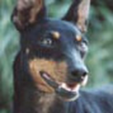 Manchester Terrier