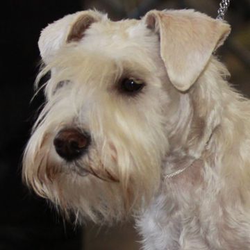 Zwergschnauzer