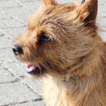 Norwich Terrier