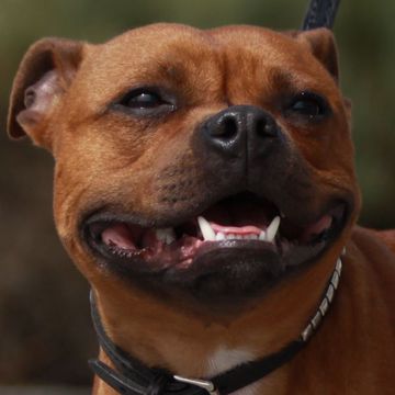 Staffordshire Bullterrier