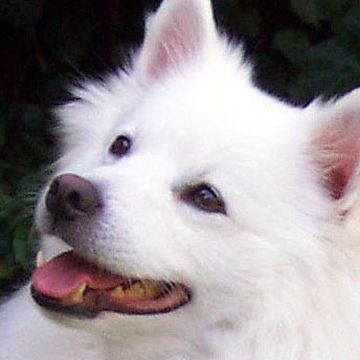 American Eskimo Dog