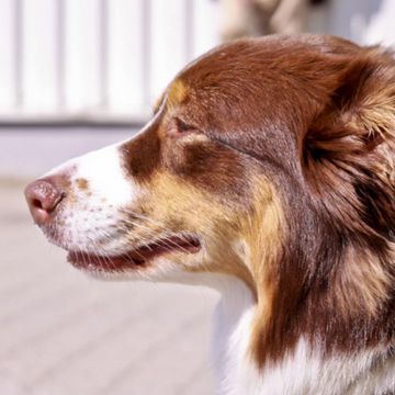 Australian Shepherd