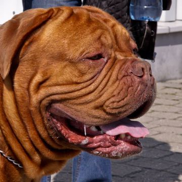Bordeauxdogge