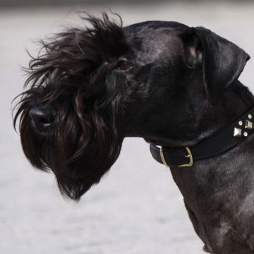 Tschechischer Terrier
