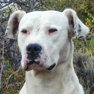 Argentinische Dogge