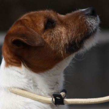 Russell Terrier