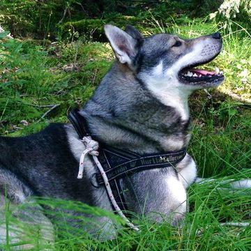 Jämthund