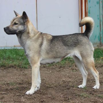 Kishu