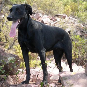 Majorca Shepherd Dog