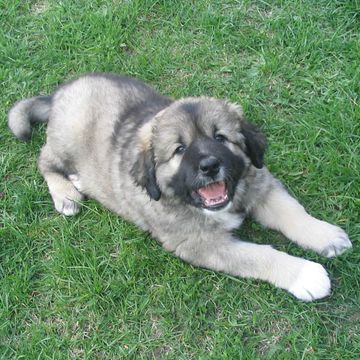 Kaukasischer Owtscharka