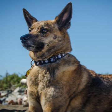 Formosan Mountain Dog