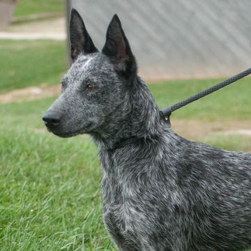 Australian Stumpy Tail Cattle Dog