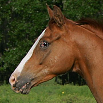 Appaloosa