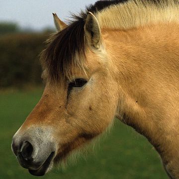 Fjord Horse