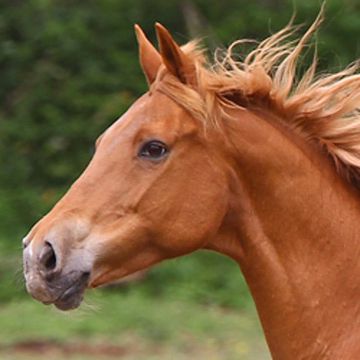 Trakehner