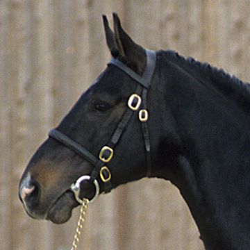 Danish Warmblood