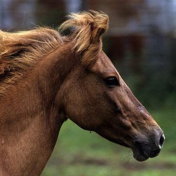 Batak Pony