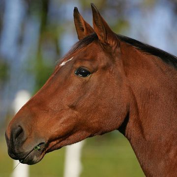 Irish Sport Horse