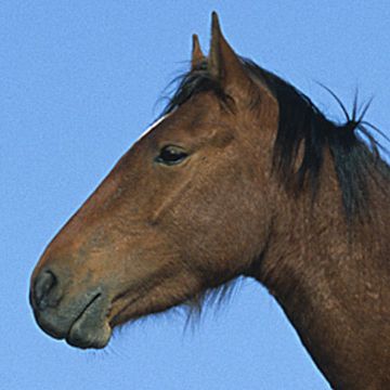 Mustang