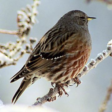 Alpine Accentor