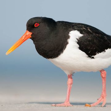 Haematopus ostralegus