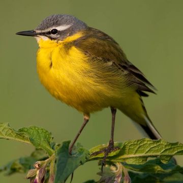 Motacilla flava