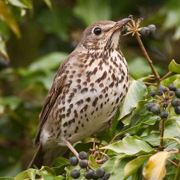Turdus philomelos