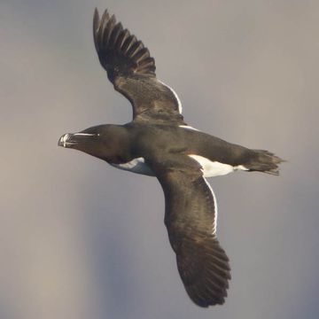 Razorbill
