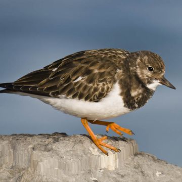 Arenaria interpres