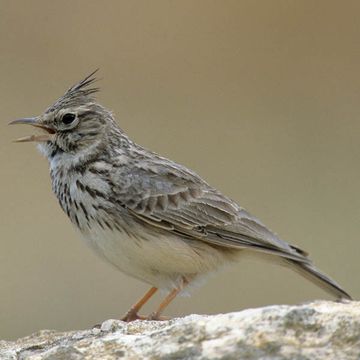 Thekla Lark