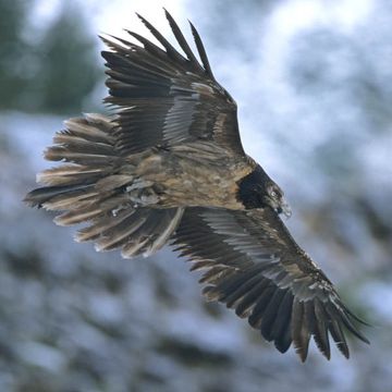 Gypaetus barbatus