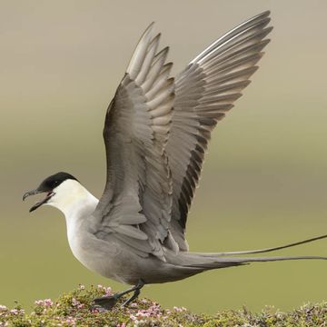 Falkenraubmöwe