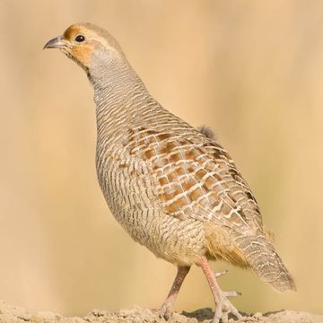 Grey Francolin