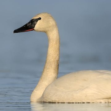 Trumpeter Swan