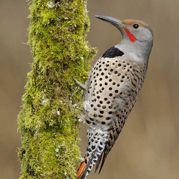 Colaptes auratus