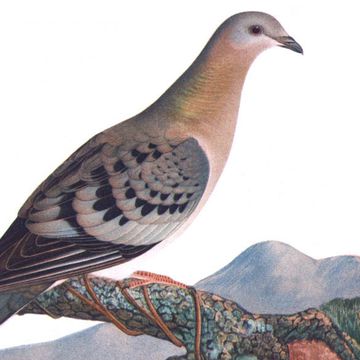 Passenger Pigeon