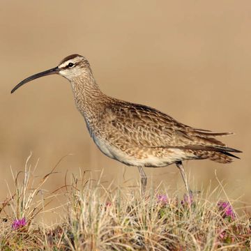 Numenius phaeopus