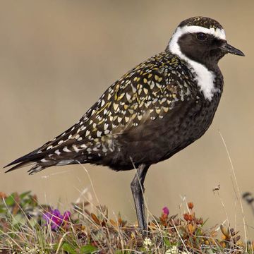 Pluvialis dominica