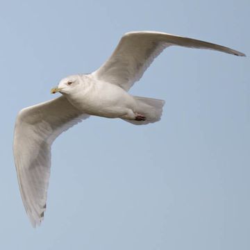 Larus glaucoides