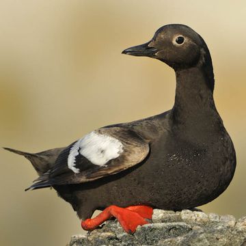 Pigeon Guillemot