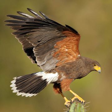 Harris's Hawk