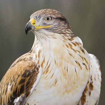 Ferruginous Hawk