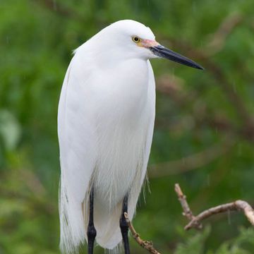 Egretta thula
