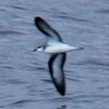 Pterodroma nigripennis