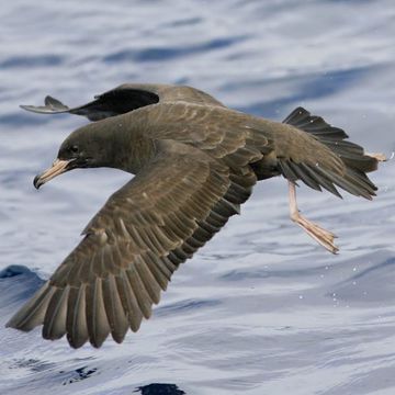 Flesh-footed Shearwater
