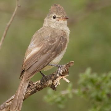 Chaparralfliegenstecher
