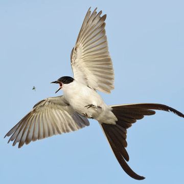 Fork-tailed Flycatcher