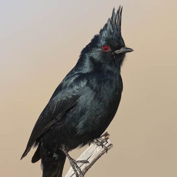 Phainopepla nitens