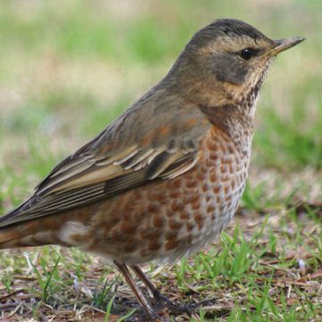 Dusky Thrush