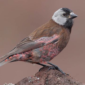 Leucosticte tephrocotis